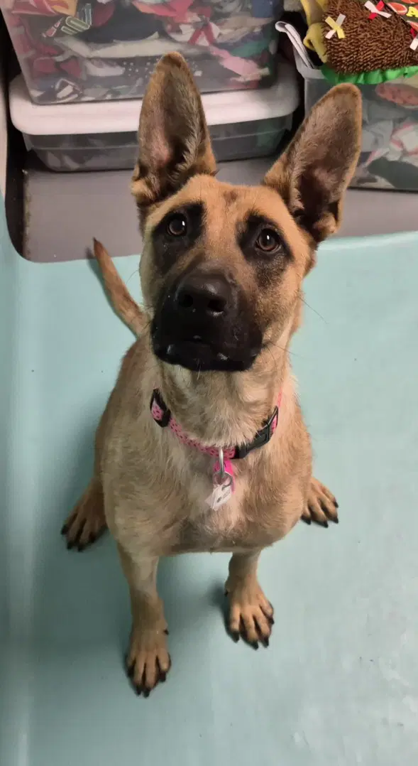 Honey - Belgian Shepherd Malinois