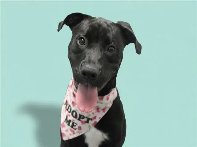 Magnolia - Pit Bull Terrier
