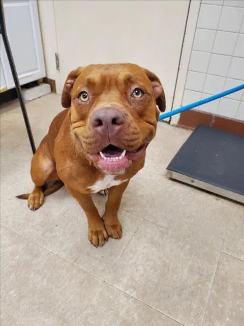 Princess Peach - American Pit Bull Terrier