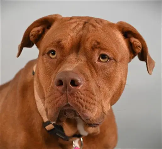 Princess Peach - American Pit Bull Terrier