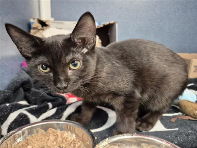 Donut - Domestic Short Hair