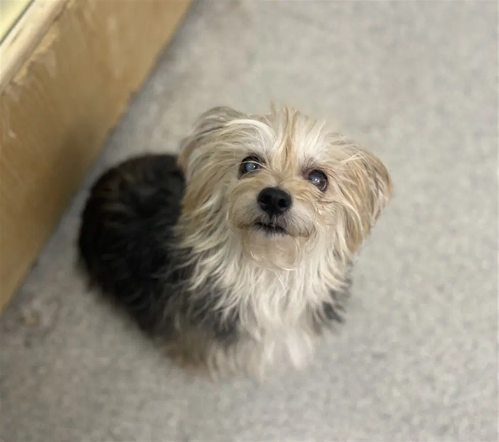 Bella - Yorkshire Terrier Yorkie