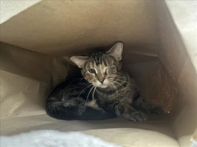 Paprika - Domestic Short Hair