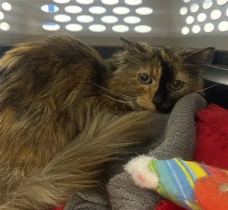 Daisy - Domestic Long Hair