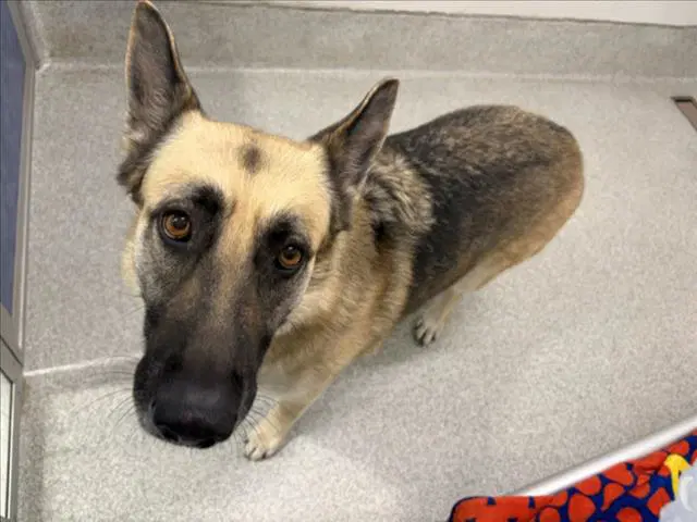 Harley - German Shepherd Dog