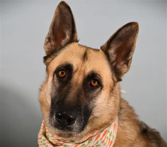 Harley - German Shepherd Dog