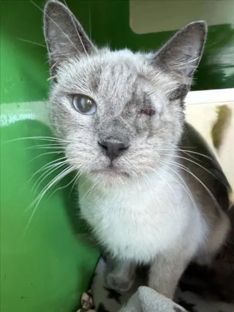 Praline - Siamese