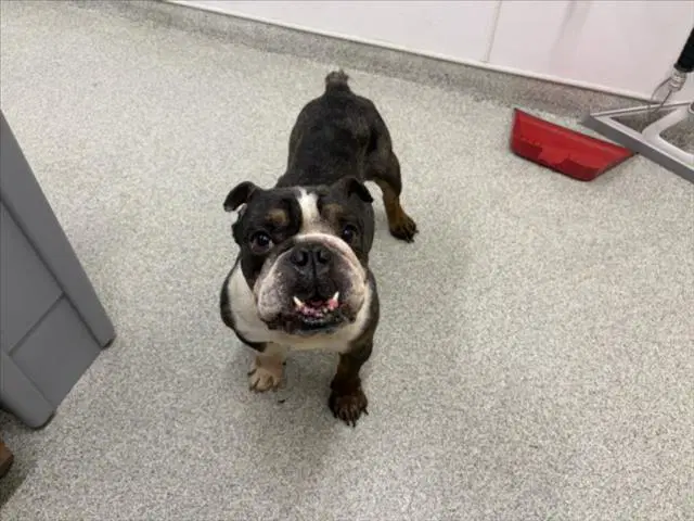 Maddox - English Bulldog