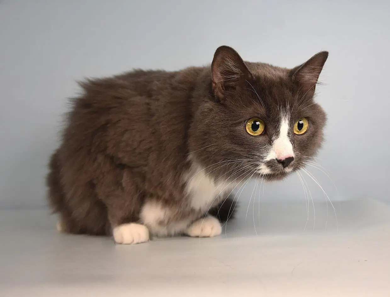 Rockie - Domestic Medium Hair