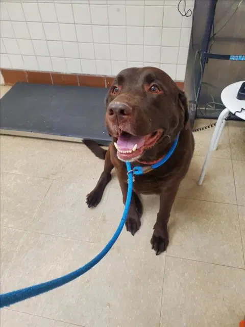 Omar - Labrador Retriever