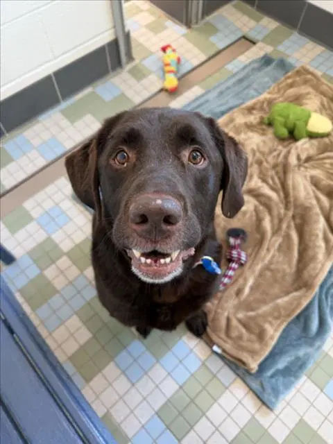 Omar - Labrador Retriever
