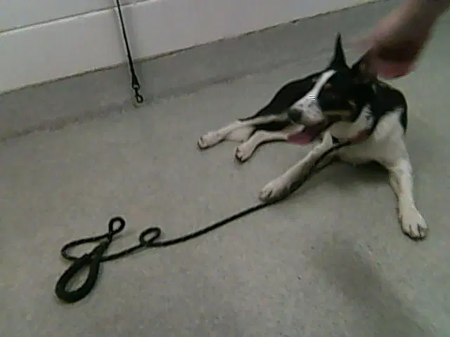 Echo - Collie
