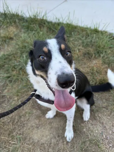 Echo - Collie