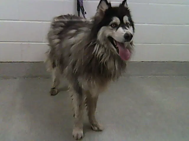 Theo - Alaskan Malamute