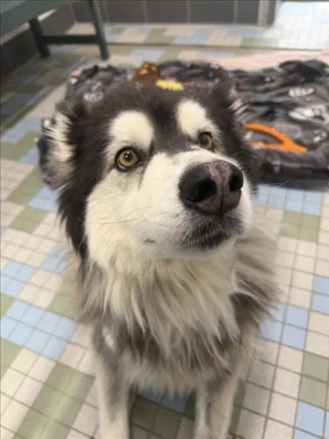 Theo - Alaskan Malamute