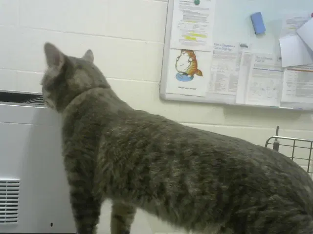 Tom - Domestic Short Hair