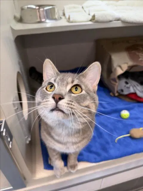 Tom - Domestic Short Hair