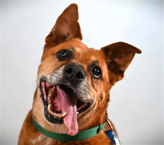 Sarge - Pit Bull Terrier