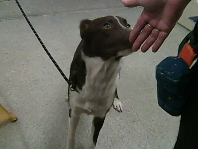 Brownie Diaz - Border Collie
