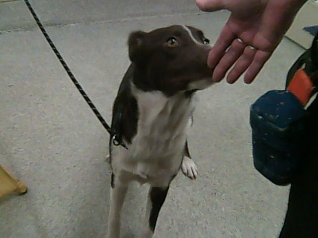 Brownie Diaz