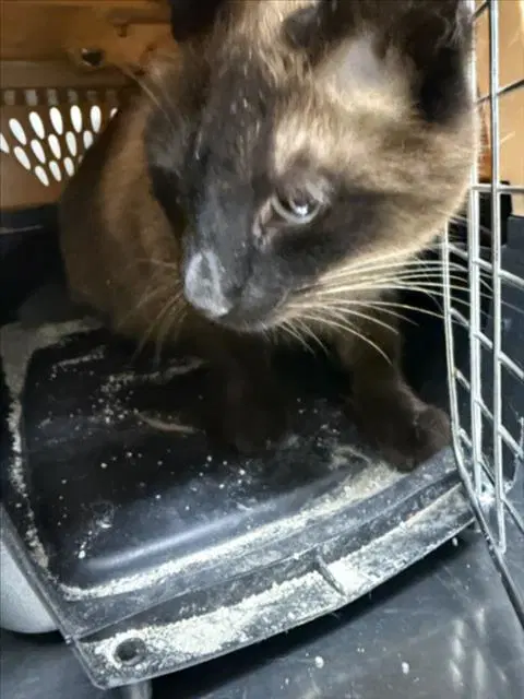 Phantom - Siamese