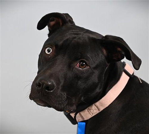 LATSO, a dog for adoption from Larimer Humane Society