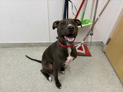 MURDOCK, a dog for adoption from Larimer Humane Society