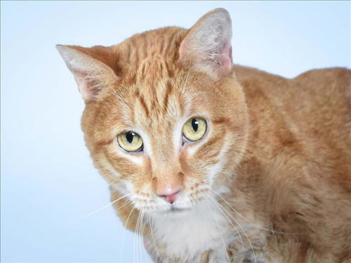 JACKSON, a cat for adoption from Larimer Humane Society