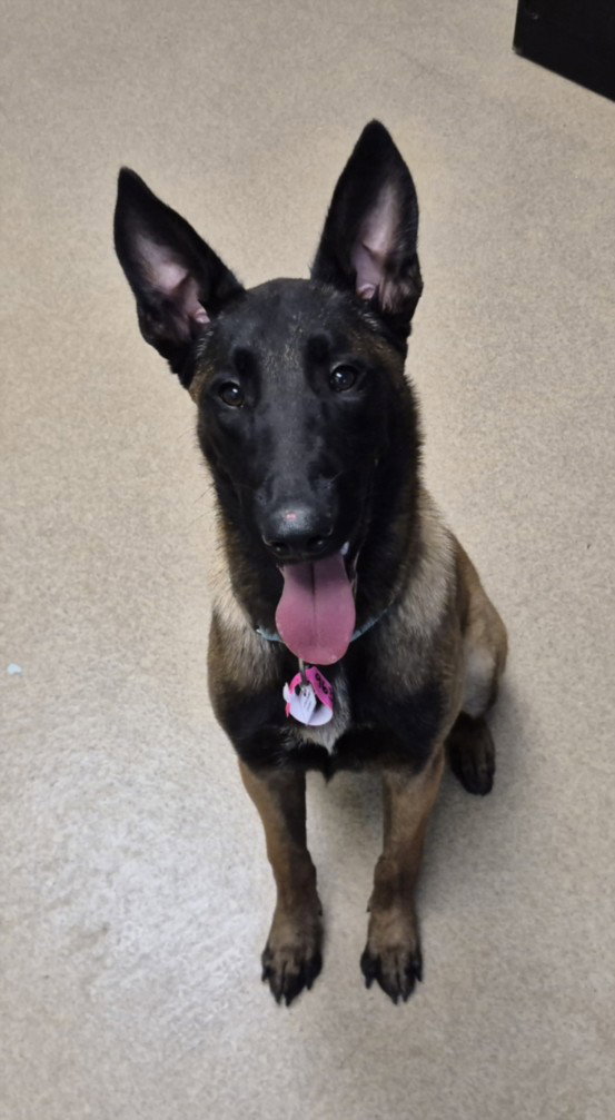 Pearl, Belgian Shepherd Malinois
