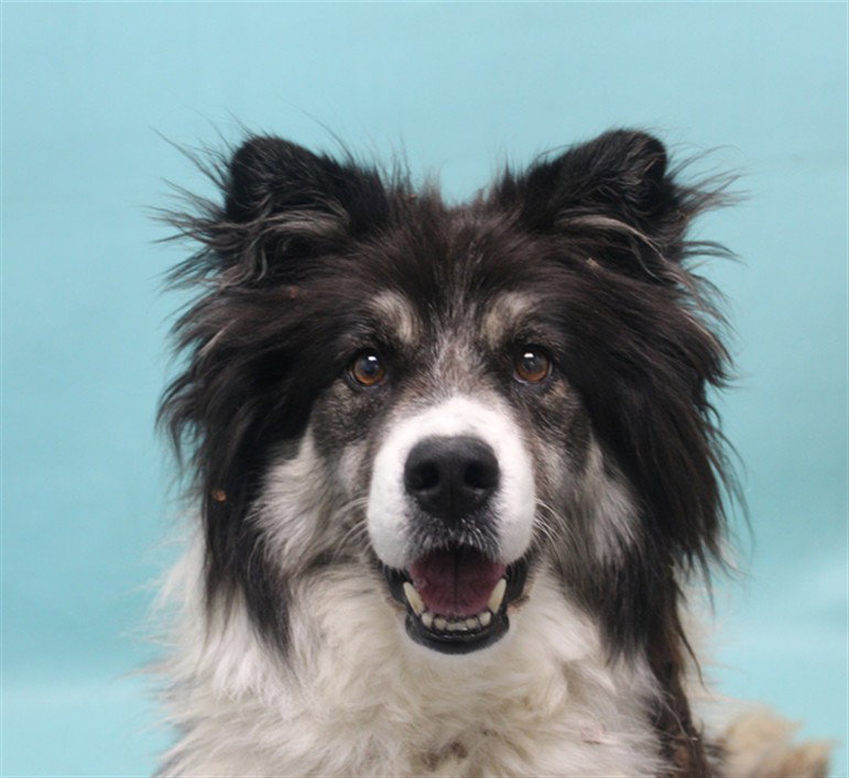 Sage, Australian Shepherd