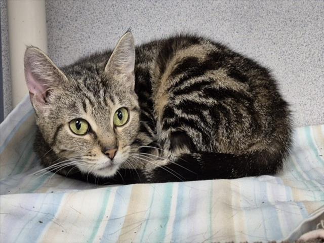 Emerald, Domestic Short Hair