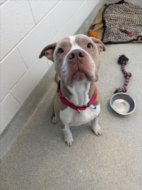Ronan, Pit Bull Terrier