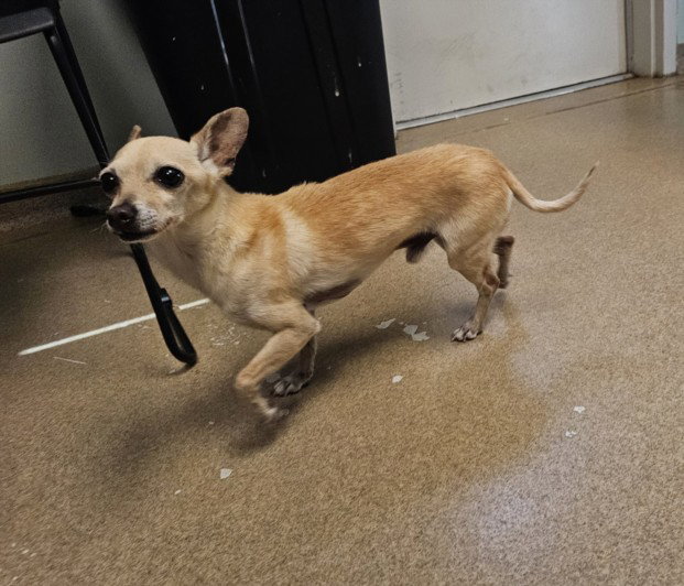 Winchester, Chihuahua