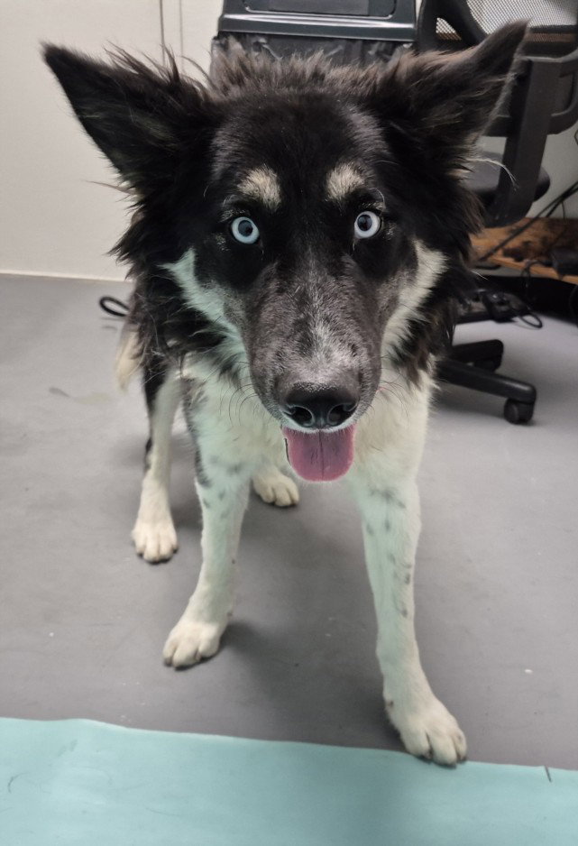Breeze, Border Collie