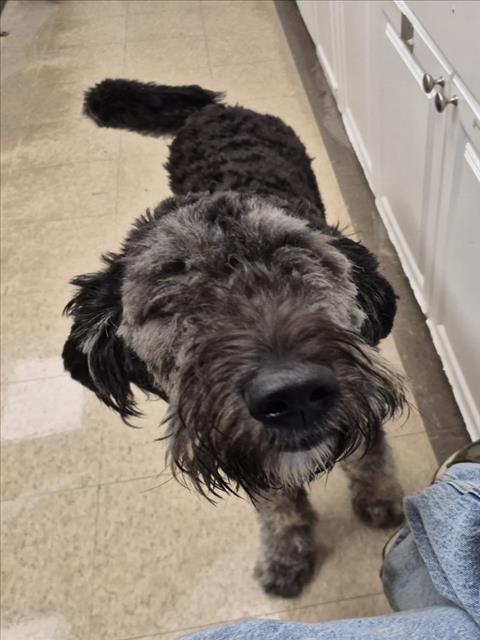 Scarlett, Poodle (Standard)
