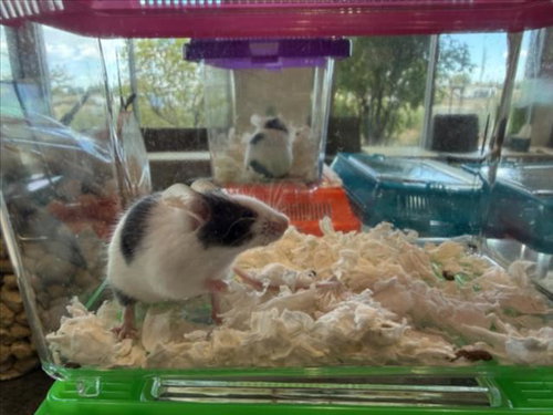 PERRY, a mouse for adoption from Larimer Humane Society