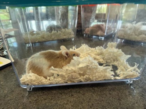 BUTTERS, a mouse for adoption from Larimer Humane Society