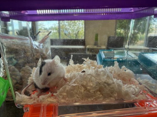 BIZ, a mouse for adoption from Larimer Humane Society