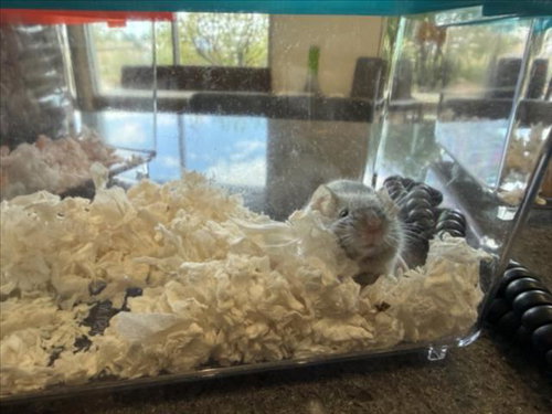 NETTY, a mouse for adoption from Larimer Humane Society