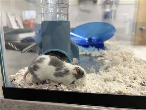 SMUDGE, a mouse for adoption from Larimer Humane Society