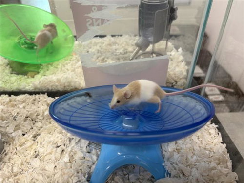 SMOOSH, a mouse for adoption from Larimer Humane Society