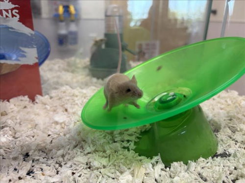 TAZ, a mouse for adoption from Larimer Humane Society