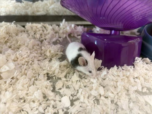 PANDA, a mouse for adoption from Larimer Humane Society