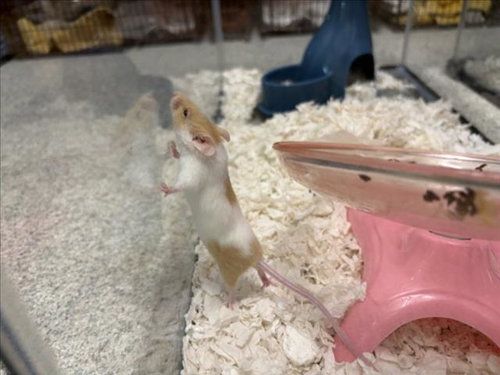 BUTTERCUP, a mouse for adoption from Larimer Humane Society
