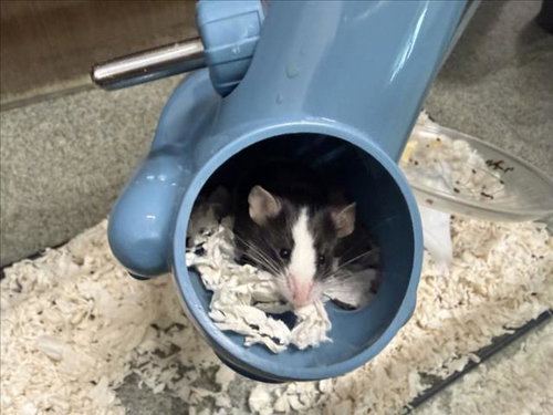 PEPE, a mouse for adoption from Larimer Humane Society