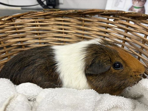 OREO, a guinea pig for adoption from Larimer Humane Society