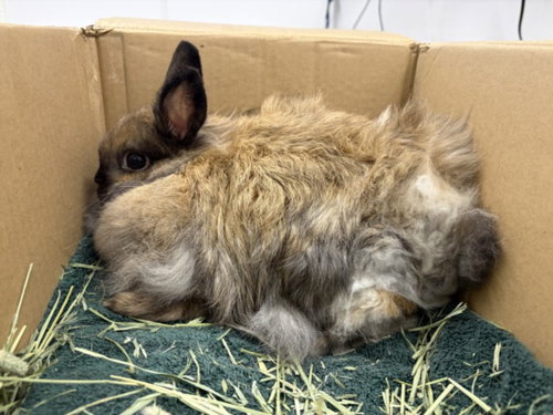 HASHBROWN, a rabbit for adoption from Larimer Humane Society
