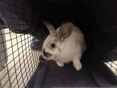 STORMY, a rabbit for adoption from Larimer Humane Society