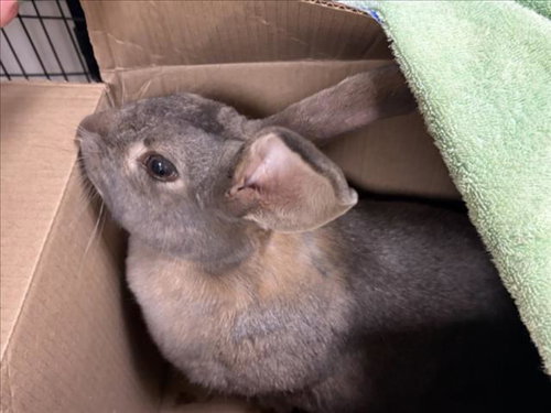 EMBER, a rabbit for adoption from Larimer Humane Society