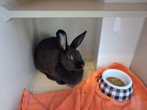 INLES, a rabbit for adoption from Larimer Humane Society